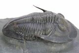 Rare Proetid (Cyberella) Trilobite With Gerastos #359170-3